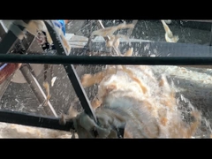 Τρώσιμα σταθεροποιητικά ζελατίνης για το δέρμα βοείου κρέατος Ζελατίνη υδρολυμένο Χαλάλ